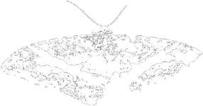 a monochrome moth